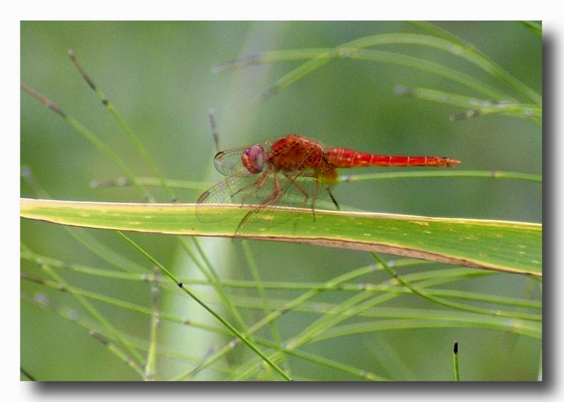 Crocothemis erythraea e